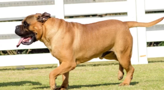 Raças de cão de guarda – Descubra as 3 mais procuradas!