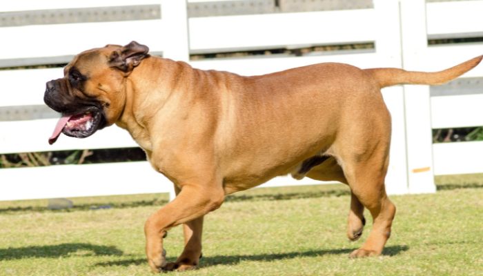 Raças de cão de guarda – Descubra as 3 mais procuradas!