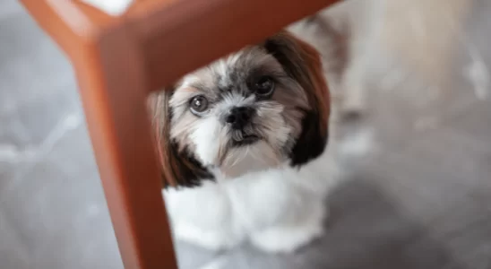 Shih Tzu – Descubra 5 curiosidades sobre a raça!