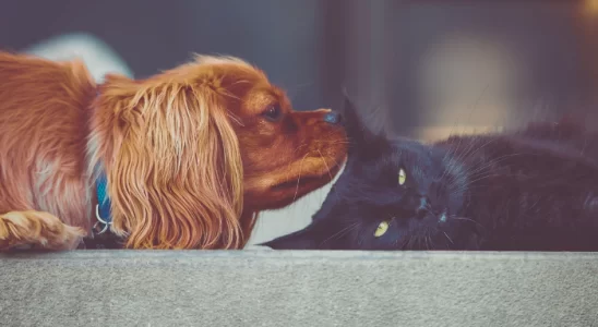 Socializar cães e gatos – Confira as 3 principais dicas!