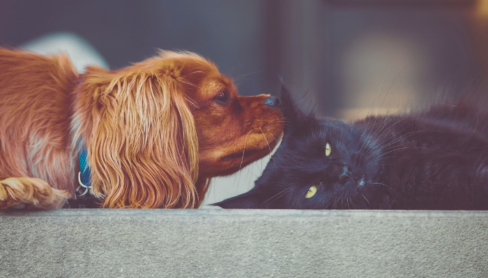 Socializar cães e gatos – Confira as 3 principais dicas!