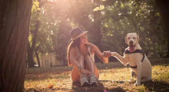 Truques básicos que você pode ensinar ao seu cachorro. Confira!