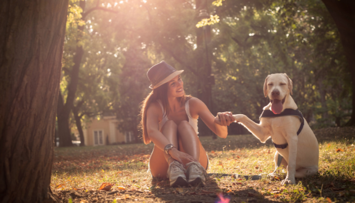 Truques básicos que você pode ensinar ao seu cachorro. Confira!