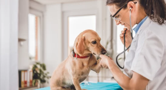 Veterinário para seu pet – Você vai precisar. Saiba mais!