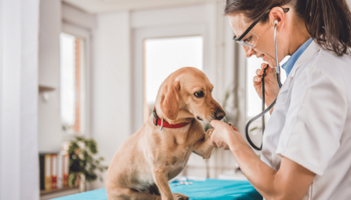 Veterinário para seu pet – Você vai precisar. Saiba mais!