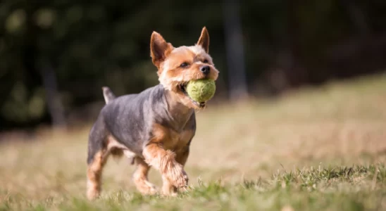 Yorkshire - Como cuidar deste cãozinho? Confira!