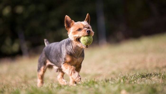 Yorkshire - Como cuidar deste cãozinho? Confira!