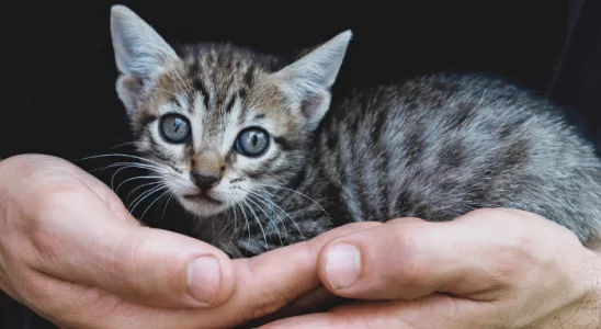 Adoção de gatos - O que devo levar em conta? Descubra agora!