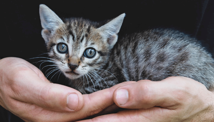 Adoção de gatos - O que devo levar em conta? Descubra agora!