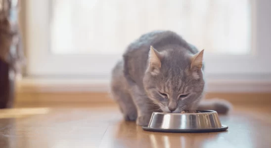 Alimentos proibidos para gatos – Saiba quais são os 3 mais perigosos!