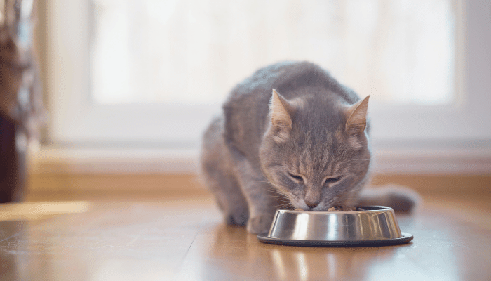 Alimentos proibidos para gatos – Saiba quais são os 3 mais perigosos!