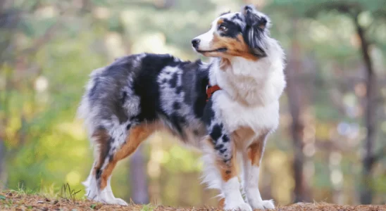 Australian Shepherd – Cães inteligentes e cheios de energia. Confira!