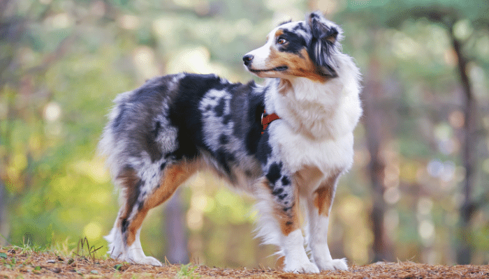 Australian Shepherd – Cães inteligentes e cheios de energia. Confira!