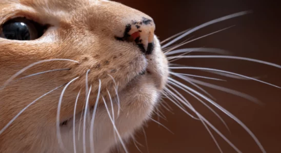 Bigode de gato - Não corte jamais. Descubra agora a importância dele!