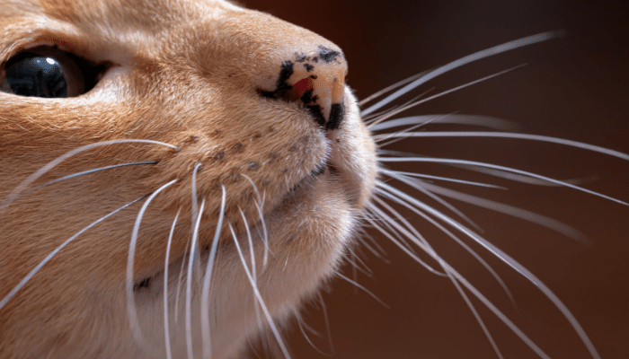 Bigode de gato - Não corte jamais. Descubra agora a importância dele!