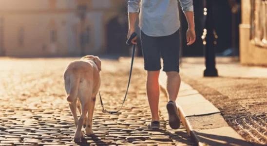 Bom dono para seu cão - Descubra agora como ser um!