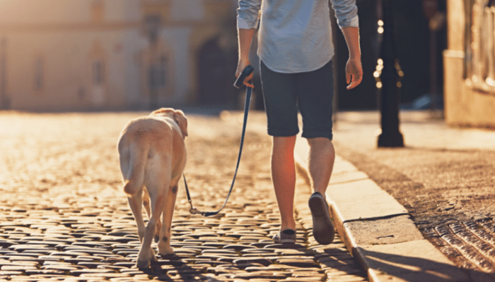 Bom dono para seu cão - Descubra agora  como ser um!