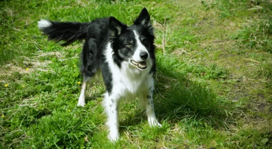 Cachorro Border Collie - Aprende fácil e não esquece mais, não tem igual