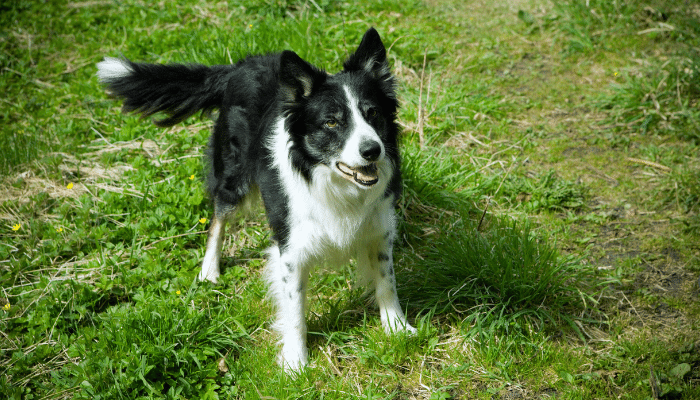 Cachorro Border Collie - Aprende fácil e não esquece mais, não tem igual