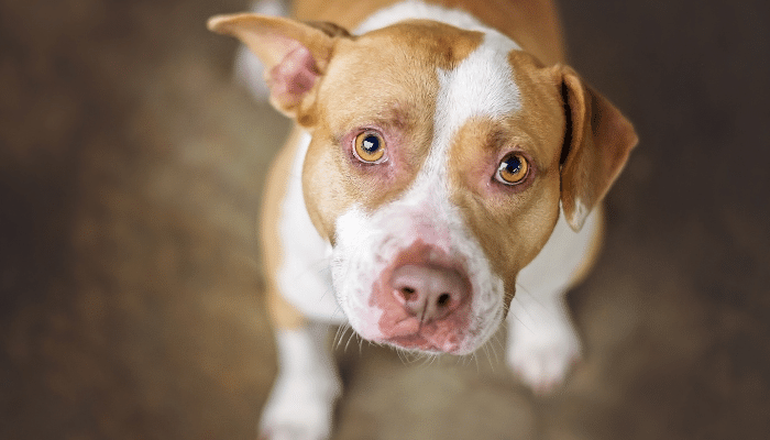 Cachorro Pitbull – Saiba mais sobre esta raça injustiçada!