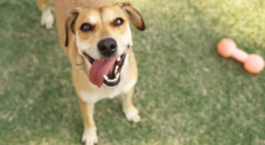 Cachorro SRD - O mais popular do país. Descubra mais sobre eles!