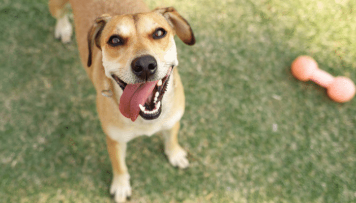 Cachorro SRD - O mais popular do país. Descubra mais sobre eles!