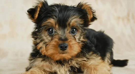 Cachorro Shorkie - Saiba mais sobre esse pet ideal para apartamento!