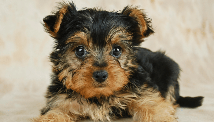 Cachorro Shorkie - Saiba mais sobre esse pet ideal para apartamento!