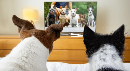 Cachorro assiste TV - Será que ele quer maratonar séries? Confira agora!