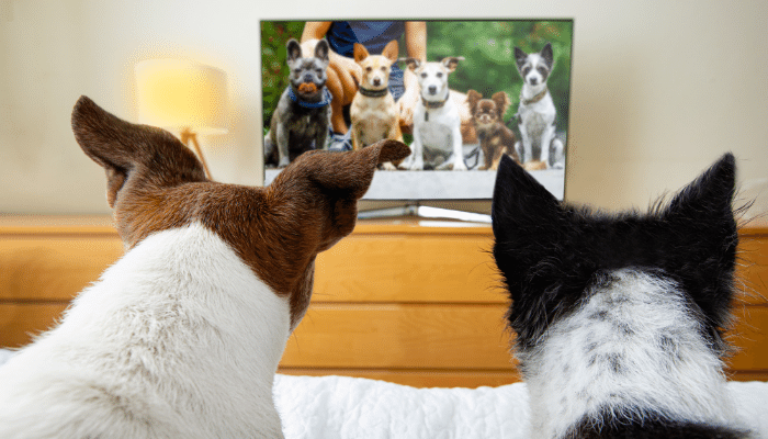 Cachorro assiste TV - Será que ele quer maratonar séries? Confira agora!