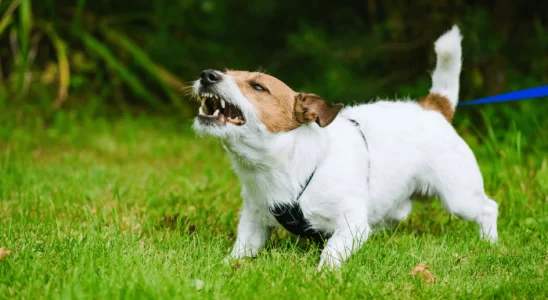 Cachorro com ansiedade - Como prevenir e tratar? Descubra agora!