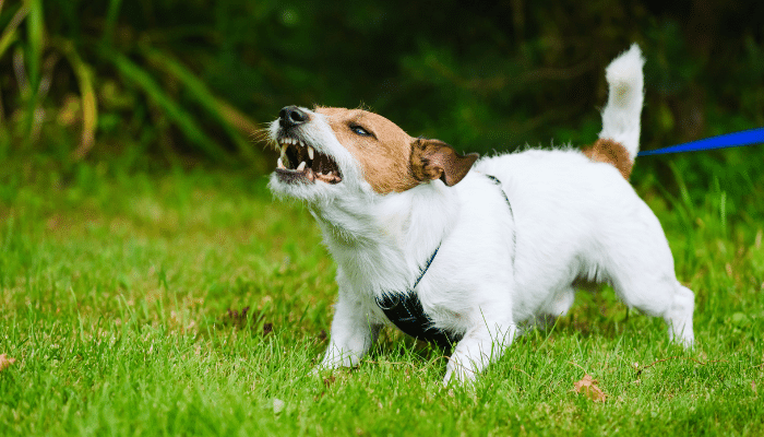 Cachorro com ansiedade - Como prevenir e tratar? Descubra agora!