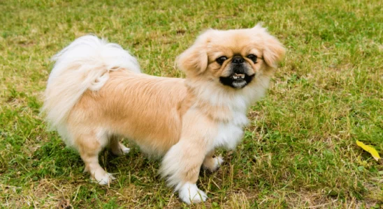 Cachorro dominante - Descubra quais são as principais raças!