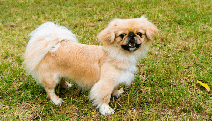 Cachorro dominante - Descubra quais são as principais raças!