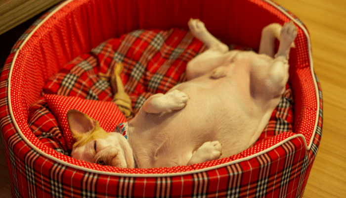 Cachorro dormindo de barriga para cima? Saiba mais sobre o significado