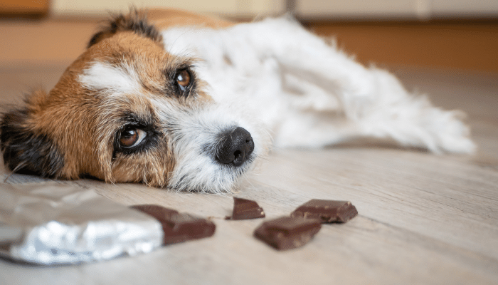 Cachorro não pode comer chocolate - Saiba os sintomas de intoxicação!