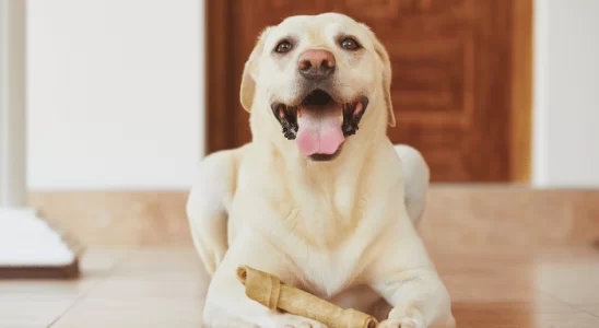 Cachorro pode comer osso? Não são todos. Confira agora!