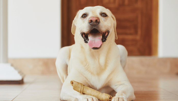 Cachorro pode comer osso? Não são todos. Confira agora!