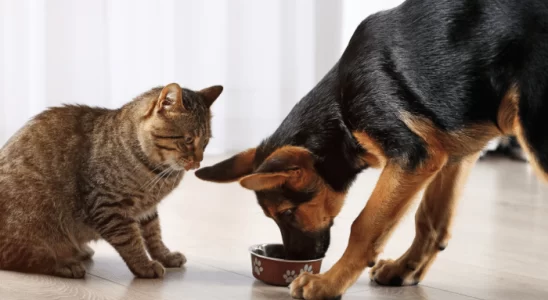 Cachorro pode comer ração de gato? Saiba mais!