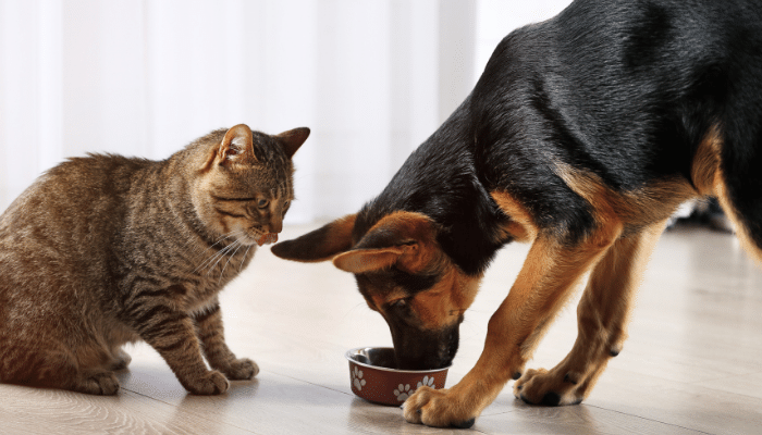 Cachorro pode comer ração de gato? Saiba mais!