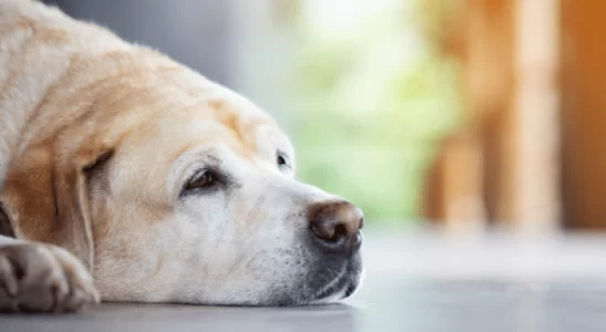 Cachorro sente quando vai partir - Será verdade? Saiba mais!