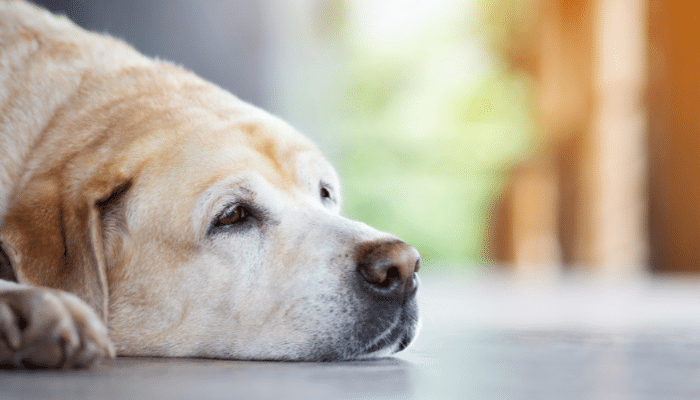 Cachorro sente quando vai partir - Será verdade? Saiba mais!