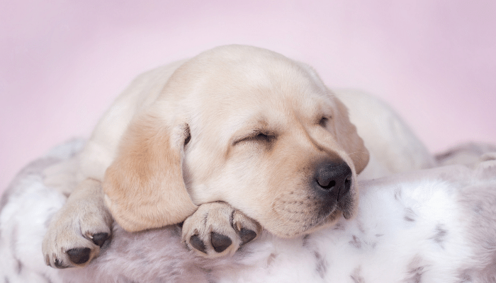 Cachorro sonha? Saiba agora o que descobrimos!