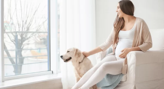 Cachorros conseguem sentir a gravidez? Descubra agora!