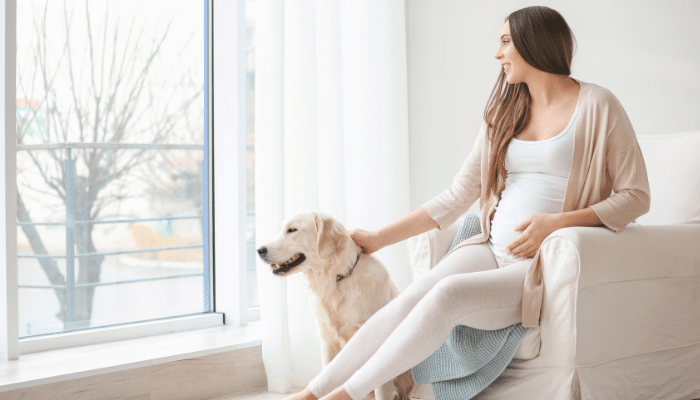 Cachorros conseguem sentir a gravidez? Descubra agora!