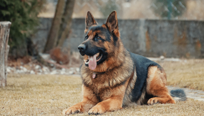 Cachorros grandes - Confira agora as 5 raças principais!