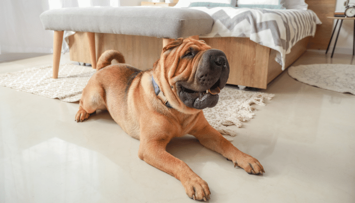 Cachorros para apartamento – Descubra agora essas 3 grandes raças!