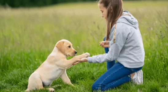 Cachorros são destros ou canhotos? Descubra agora!