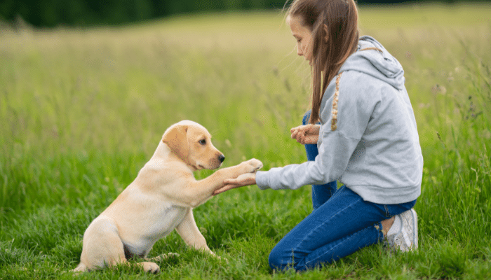 Cachorros são destros ou canhotos? Descubra agora!