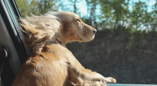 Cães colocam a cabeça para fora do carro – Descubra agora o motivo!